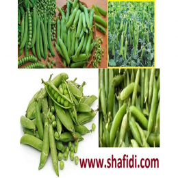 SBJEI-FRESH PEA SEED